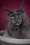 lying Maine Coon