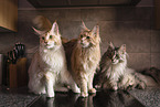 Maine Coon