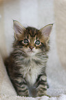 Maine Coon Kitten