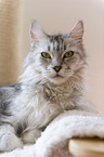 Maine Coon