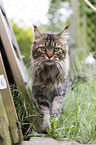 Maine Coon