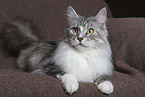 Maine Coon