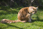 Maine Coon