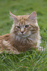 Maine Coon