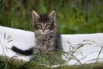 Maine Coon Kitten