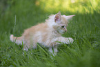 Maine Coon Kitten