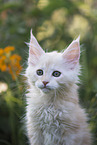 Maine Coon Kitten