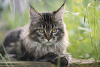 Maine Coon