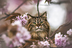 Maine Coon