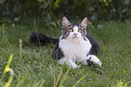 Maine Coon