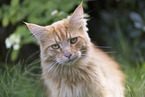 Maine Coon