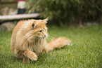 Maine Coon