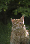 Maine Coon