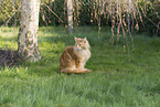 Maine Coon