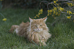 Maine Coon