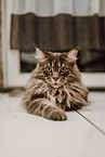 Maine Coon