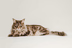 Maine Coon
