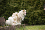 Maine Coon