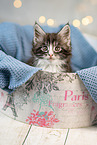 Maine Coon Kitten