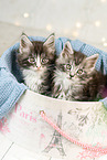 Maine Coon Kitten