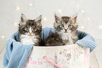 Maine Coon Kitten