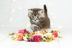 Maine Coon Kitten