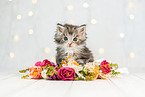 Maine Coon Kitten