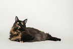Maine Coon