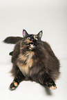 Maine Coon