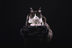Maine Coon