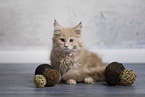 Maine Coon kitten