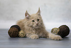 Maine Coon kitten