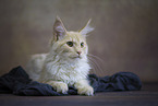 Maine Coon
