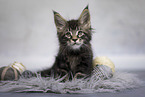 Maine Coon kitten