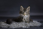 Maine Coon kitten