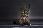 Maine Coon kitten