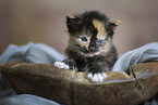 Maine Coon kitten
