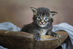 Maine Coon kitten