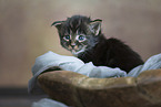 Maine Coon kitten