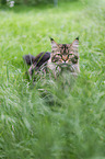 Maine Coon