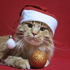 Maine Coon
