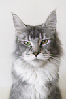 Maine Coon