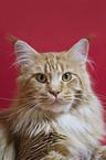 Maine Coon