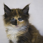Maine Coon