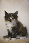 Maine Coon
