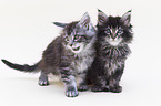 Maine Coon