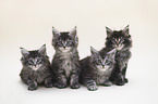 Maine Coon