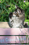 Maine Coon