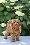 Miniature Poodle