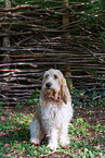 Grand Basset Griffon Vendeen